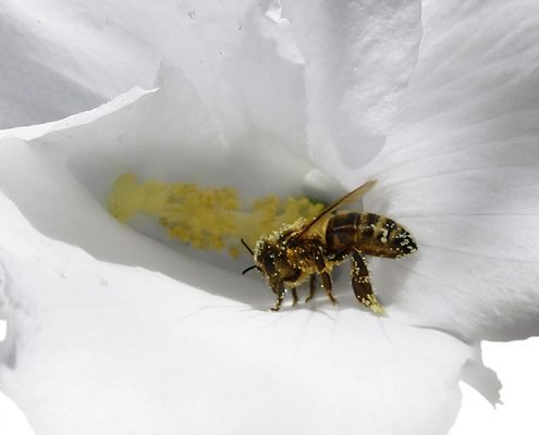 Biene auf einer Hibiskusblüte