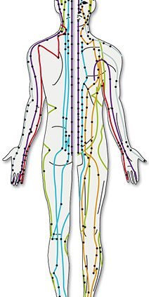 human meridiane