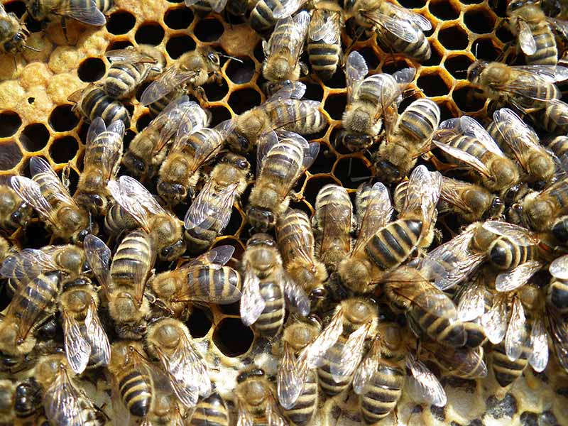 Bienen auf Wabe_Bio-Imkerei naduat