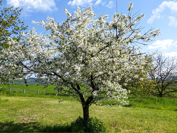 Bienenweide: Apfelblüten-Baum