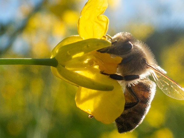 Biene auf Rapsblüte