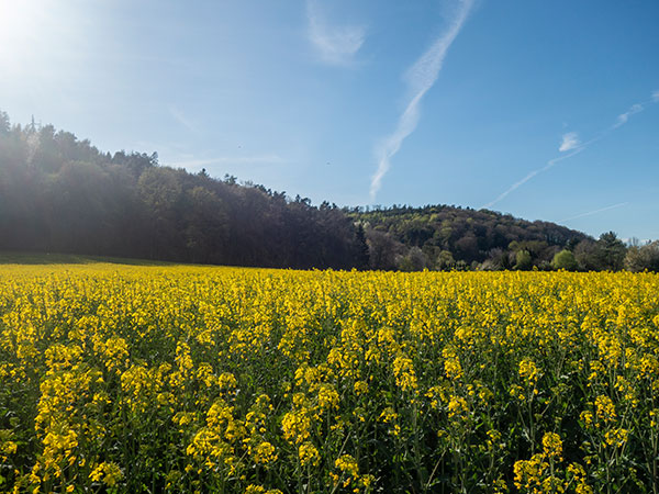 Lützeltaler Berg Großwallstadt