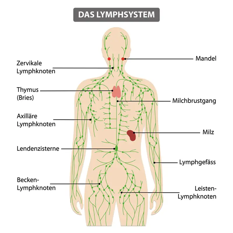 Abbildung Lymphsystem